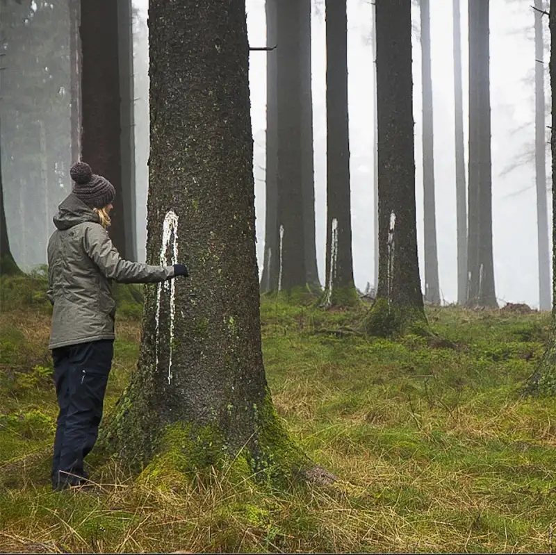 België grootleverancier hout aan Nederland