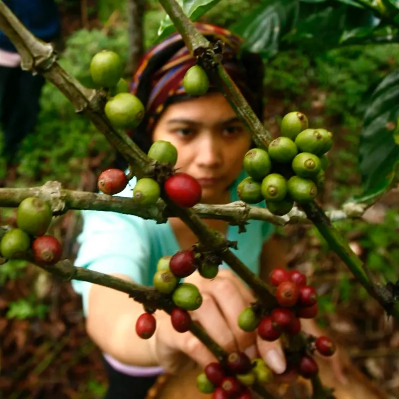 Koffieplukster, foto Reuters / ANP Photo