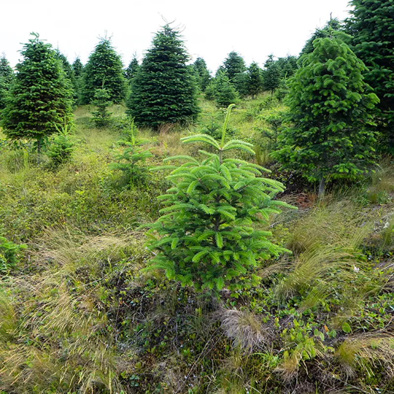 Rechten voor bomen in Canada