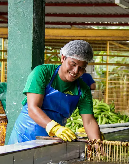 Fairtrade bananenproducent