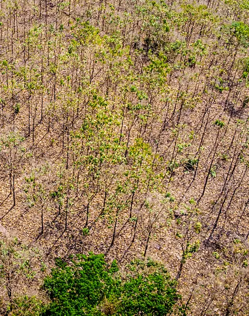 Bosaanplant Ghana