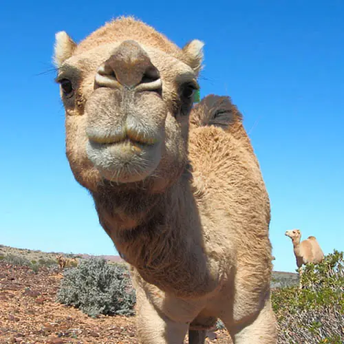 wild camel
