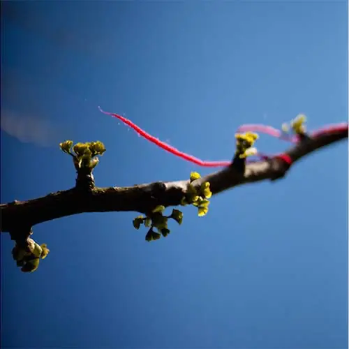 Ginkgo, foto P+ People Planet Profit