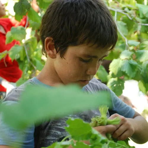 Kinderen in Turkse pluk hazelnoten, Astrid van Unen / Mehmet Ulger