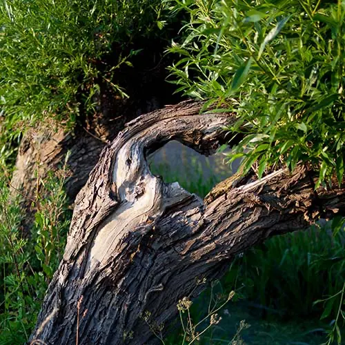 heartshaped willow, foto Jan Bom