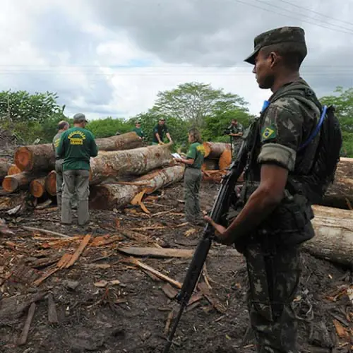 illegal logging