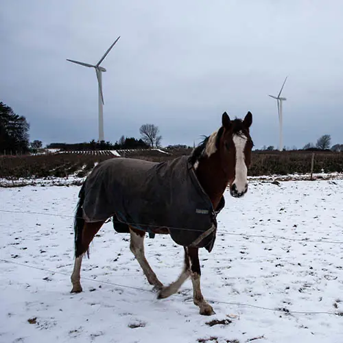 paardenvlees