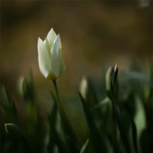 tulp