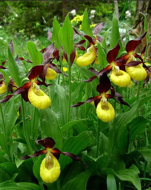 Zwitserse orchidee Cypripedium calceolusstaat