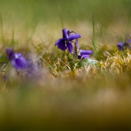 Maarts viooltje in het gras