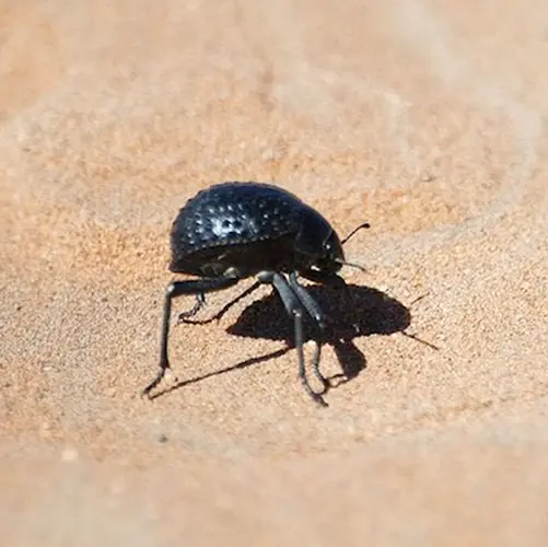 woestijntor Namibie